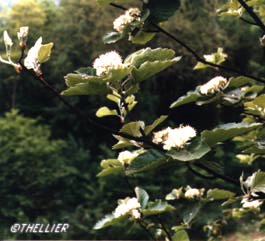 Alisier de Fontainebleau
