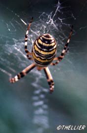 Argioppe
